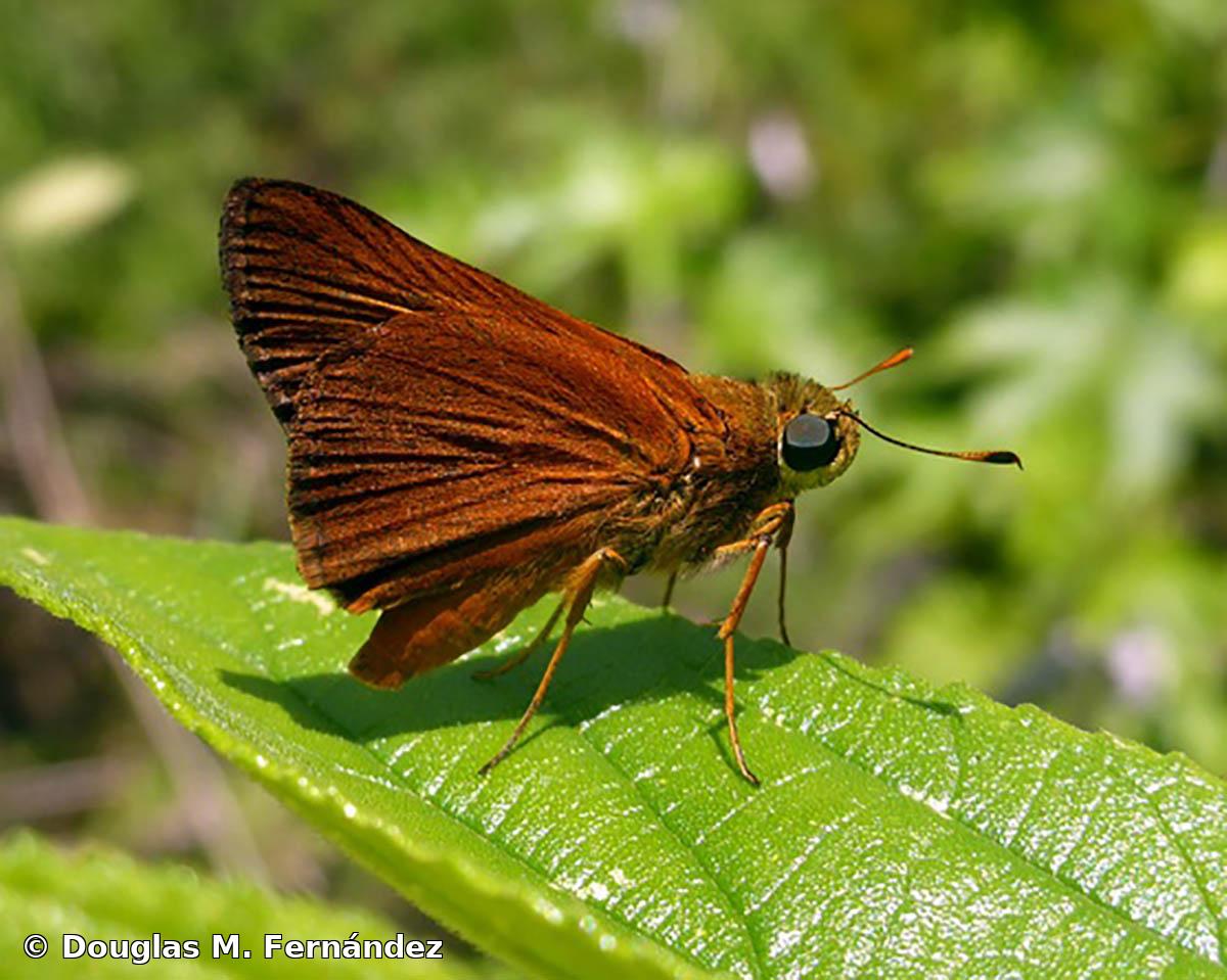 Euphyes singularis singularis (Herrich-Schäffer, 1865)