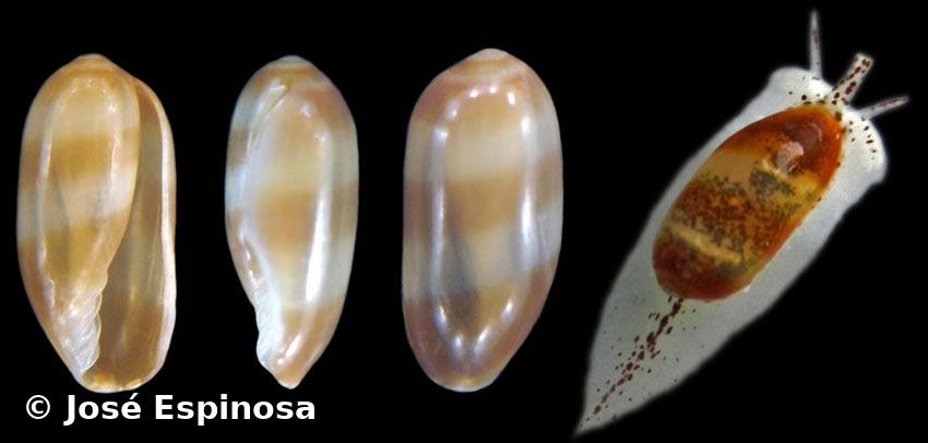 Hyalina egregia Espinosa, Ortea y Moro, 2010