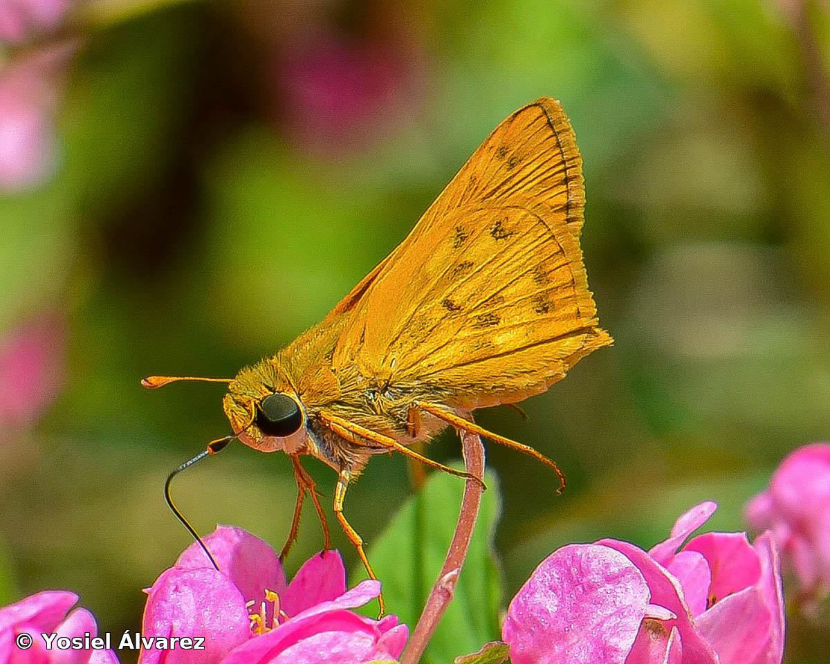 Hylephila phylaeus (Drury, 1773)