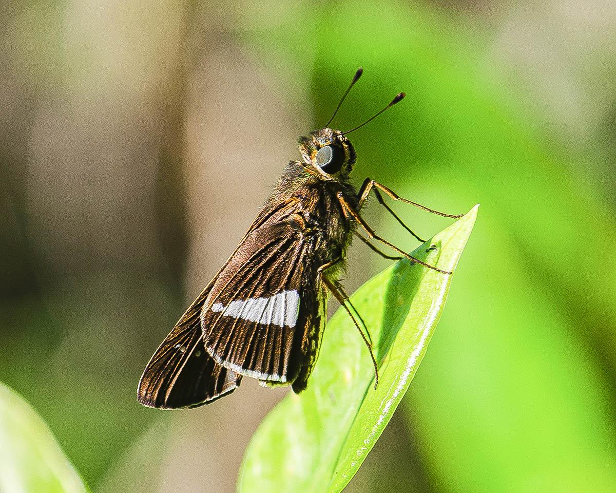 Panoquina corrupta (Herrich-Schäffer, 1865)