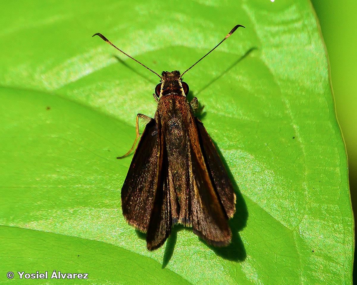 Synapte malitiosa malitiosa (Herrich-Schäffer, 1865)