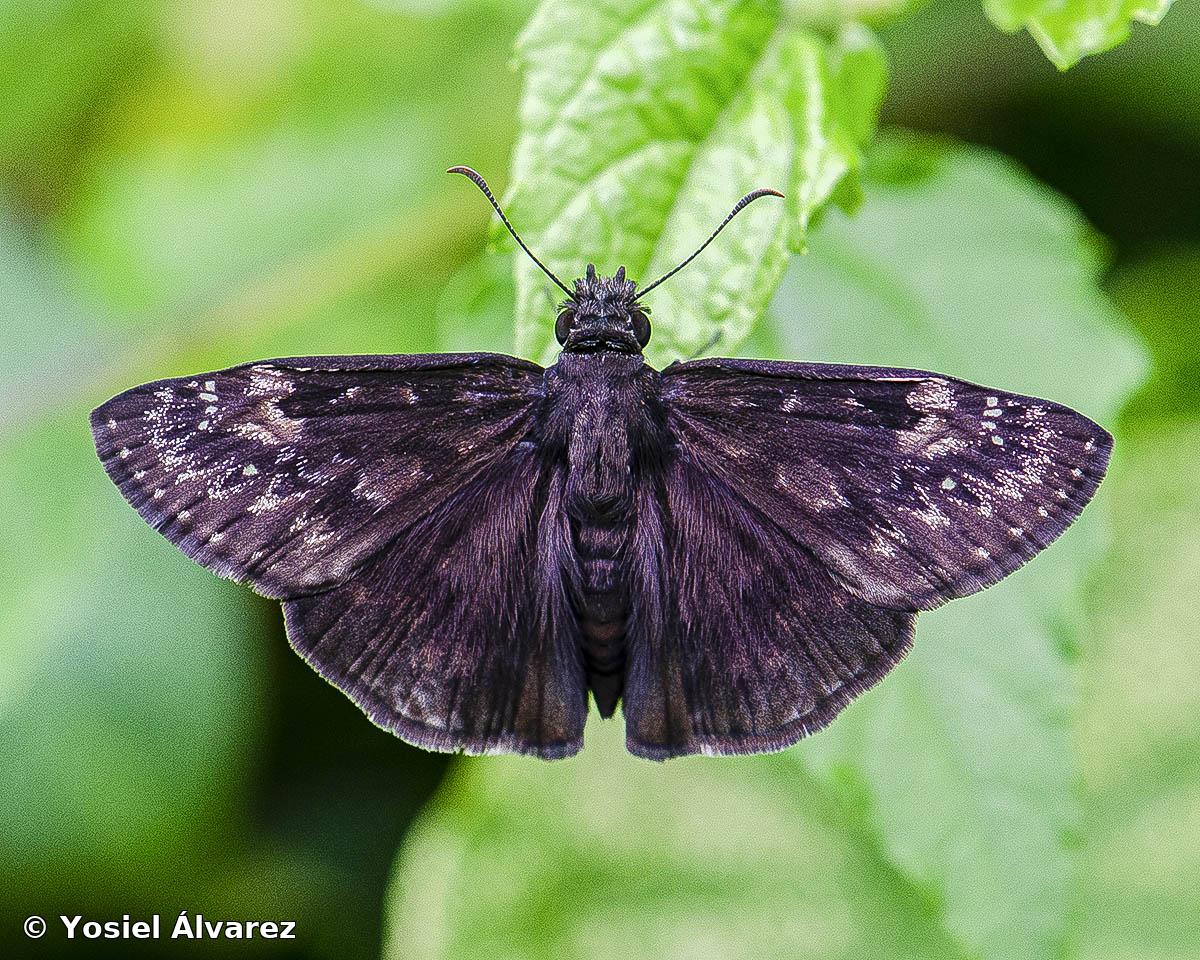 Erynnis zarucco (Lucas, 1857)