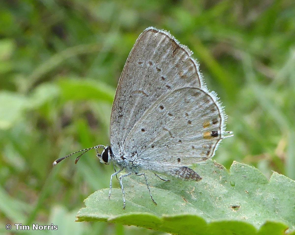 Cupido comyntas texana (Chermock, 1945)