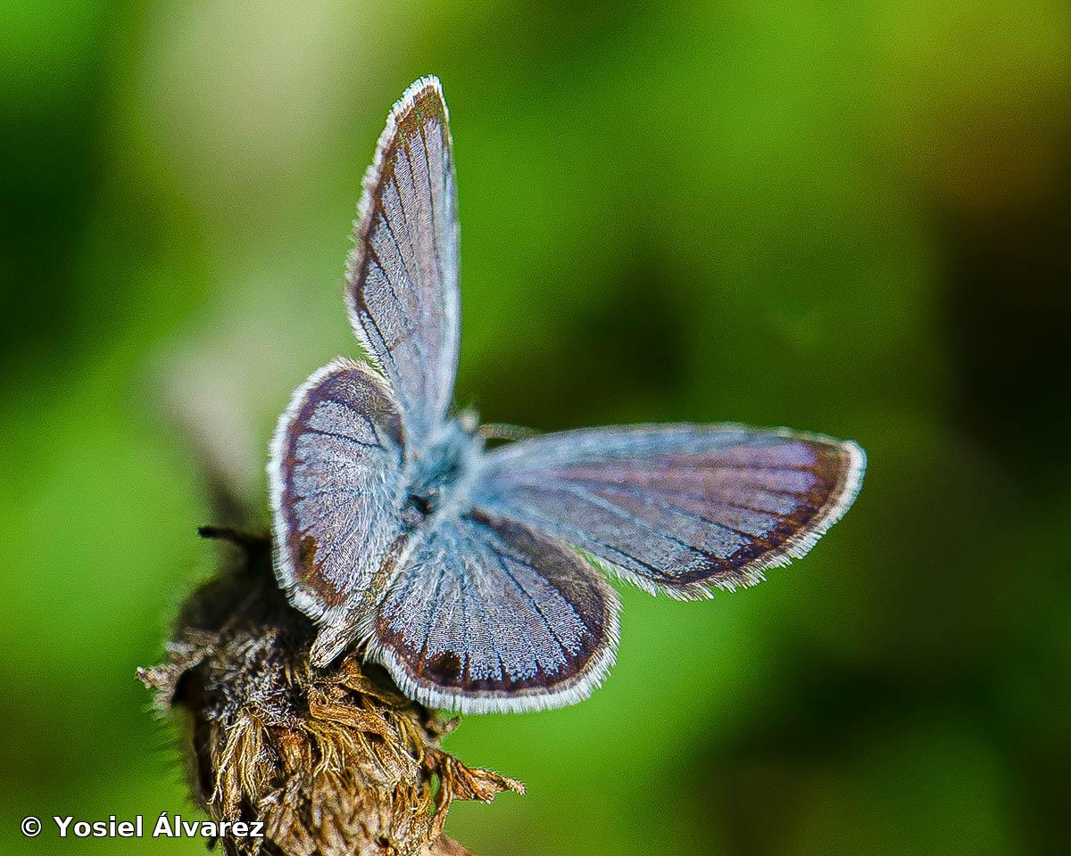 Hemiargus ceraunus filenus (Poey, 1832)