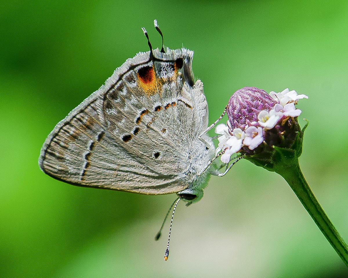 Strymon istapa cybira (Hewitson, 1874)