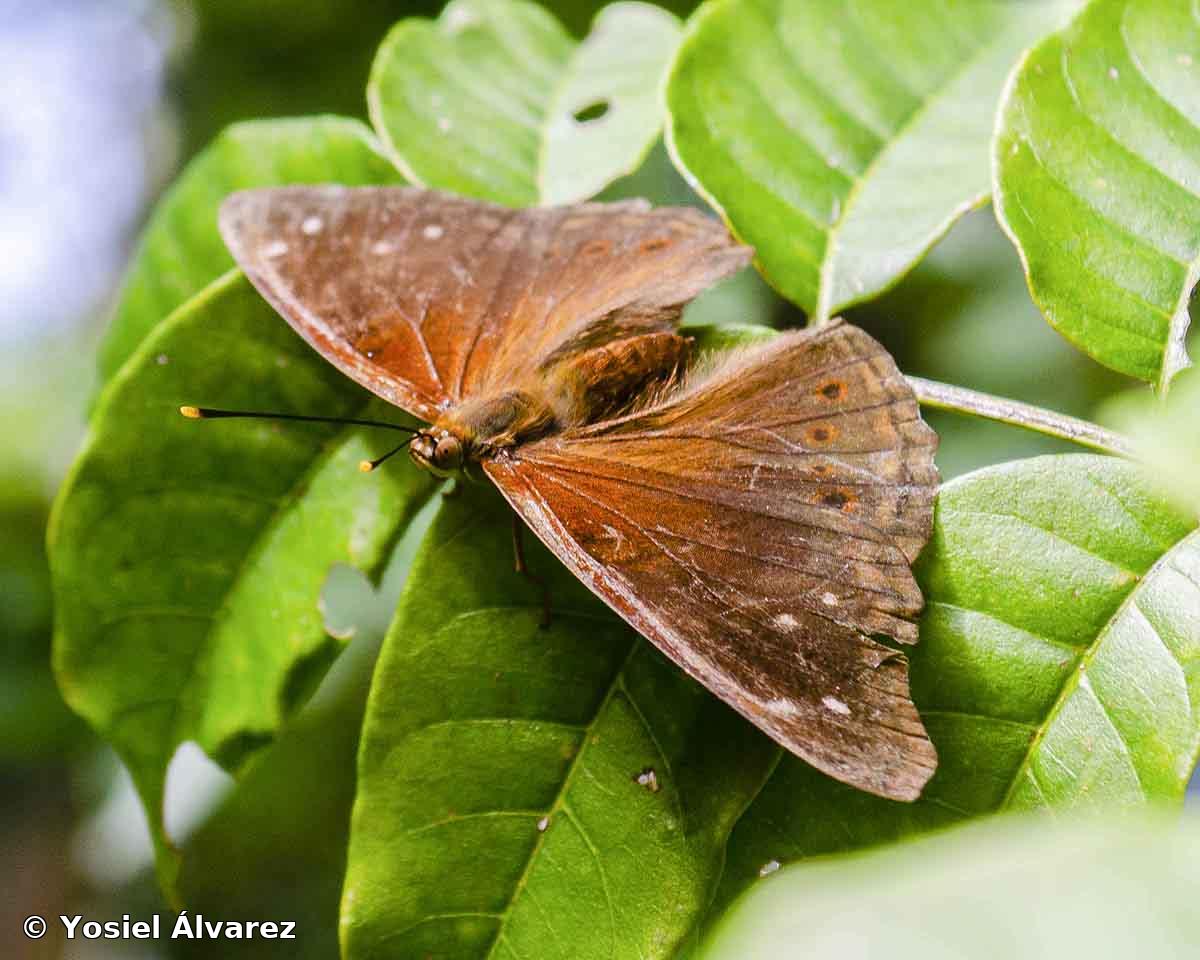 Asterocampa idyia idyja (Geyer, [1828])