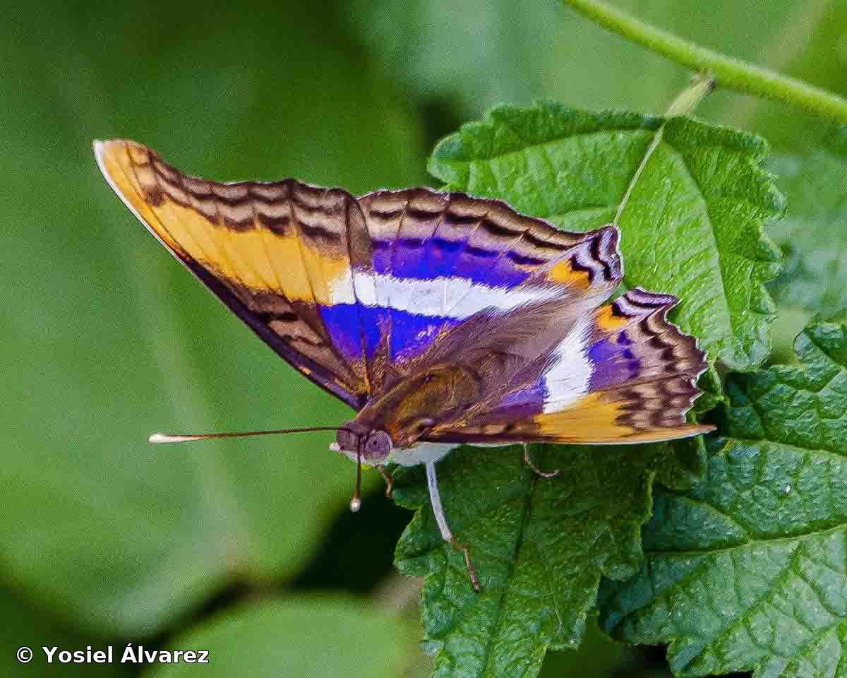 Doxocopa laure druryi (Hübner, 1823)