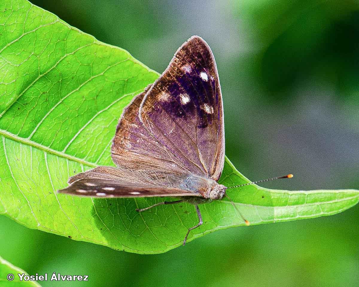Eunica monima (Cramer, 1782)