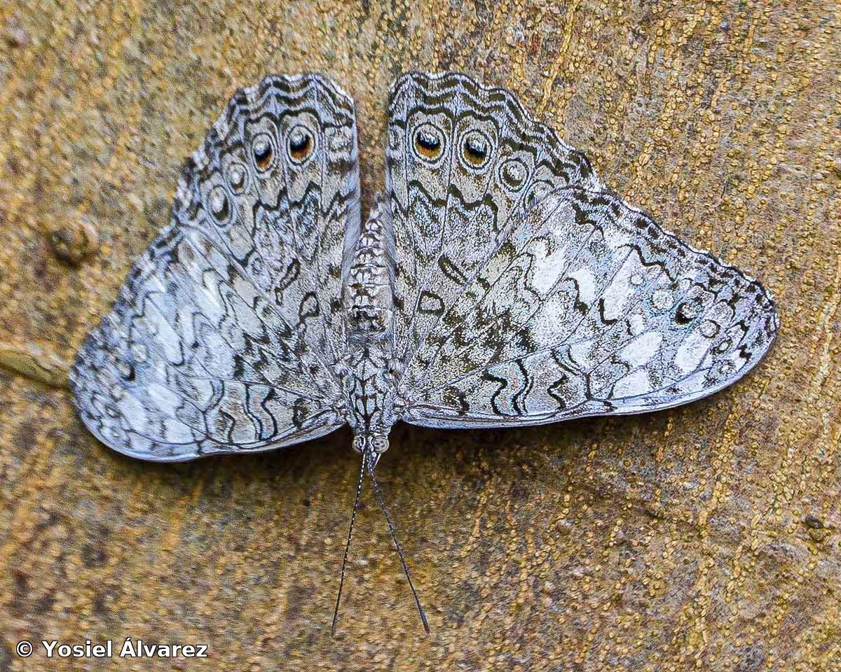 Hamadryas ferox diasia (Fruhstorfer, 1916)