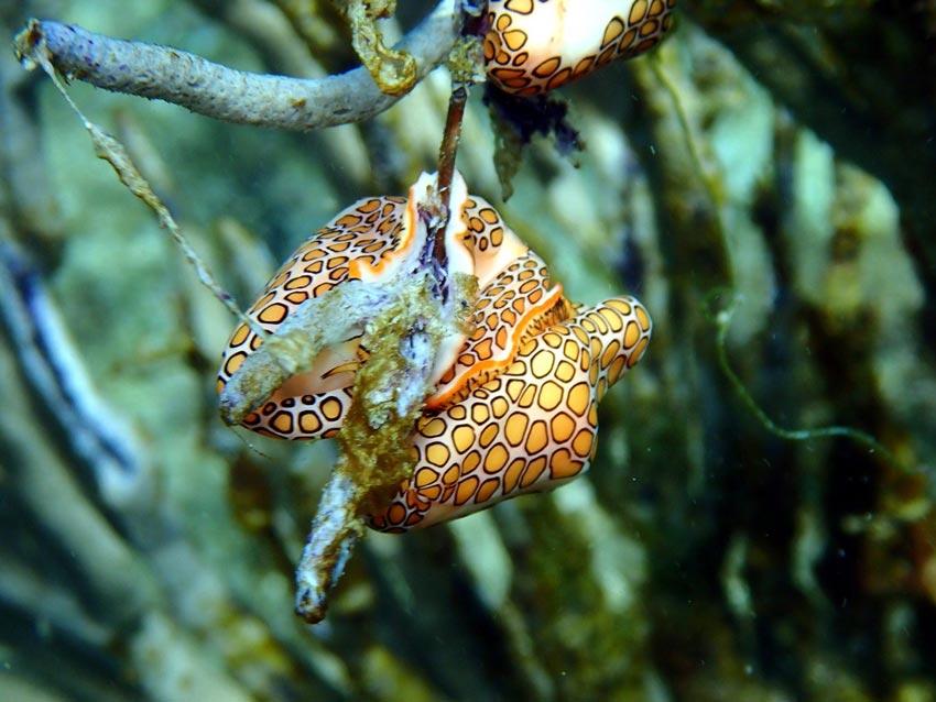 Cyphoma gibbosum (Linné, 1758)