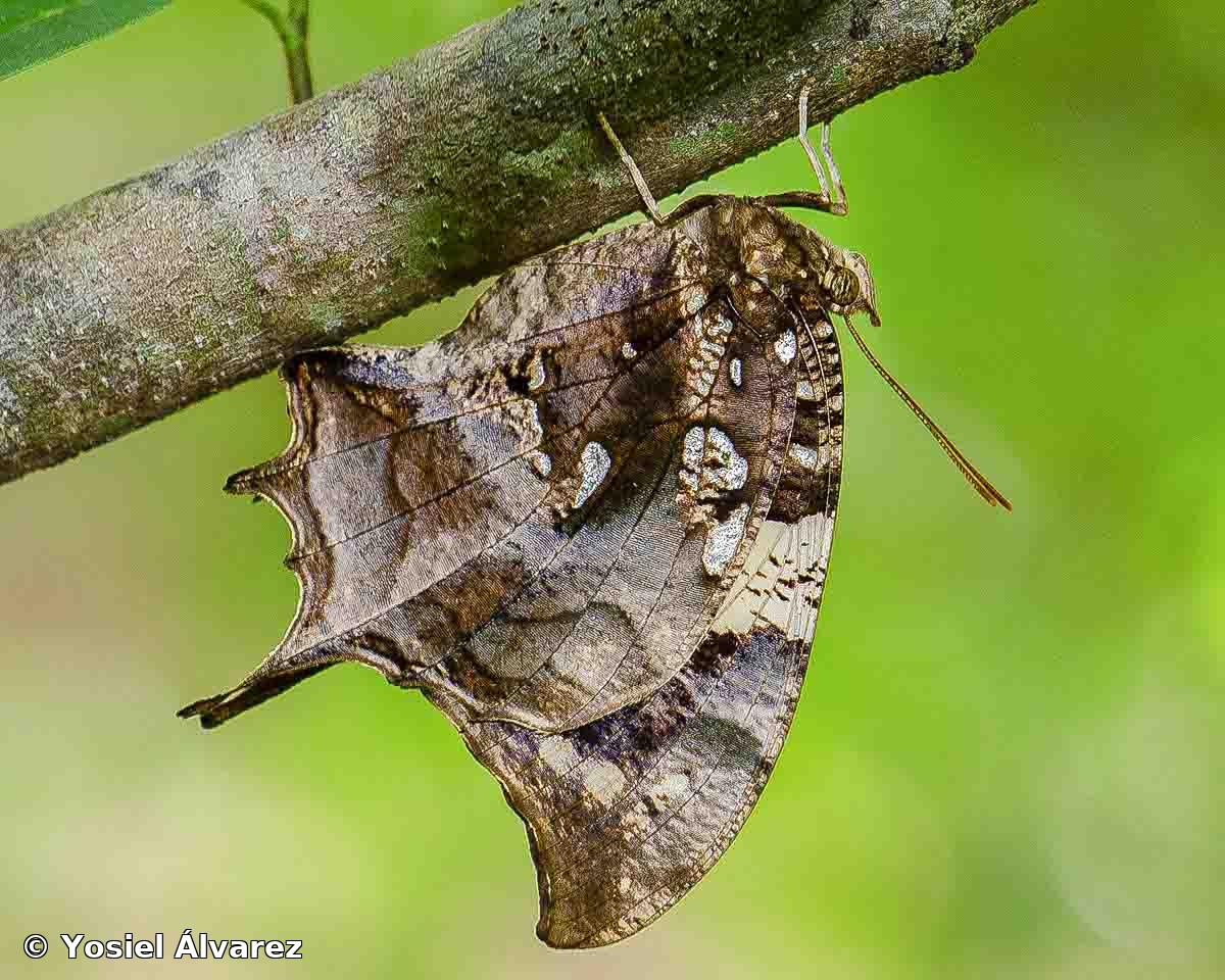 Hypna iphigenia (Herrich-Schäffer, 1862)