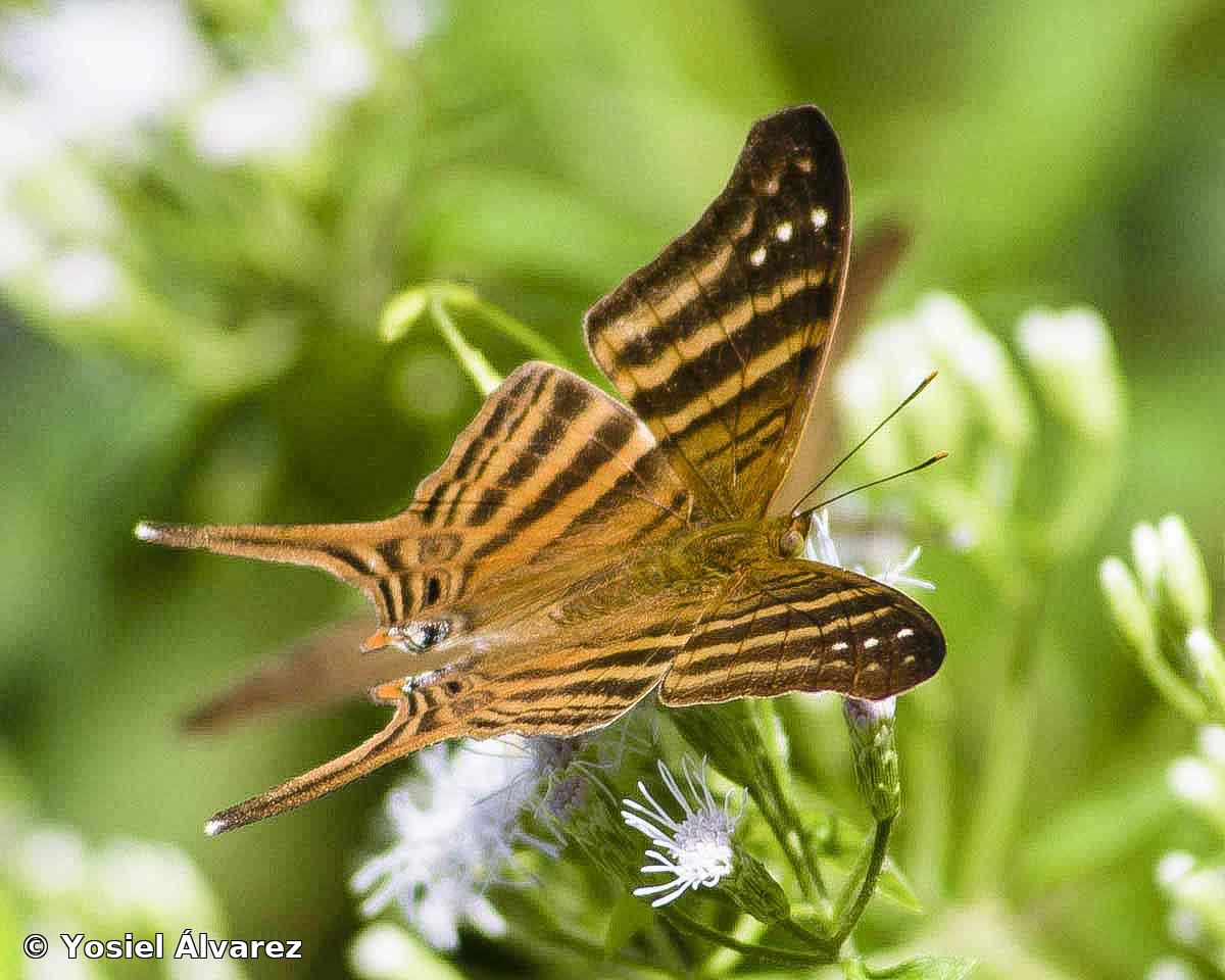 Marpesia chiron chironides (Staudinger, 1886)