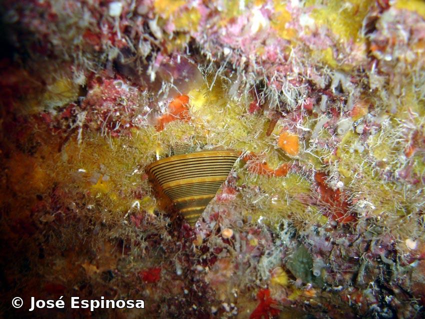 Calliostoma javanicum (Lamarck, 1822)