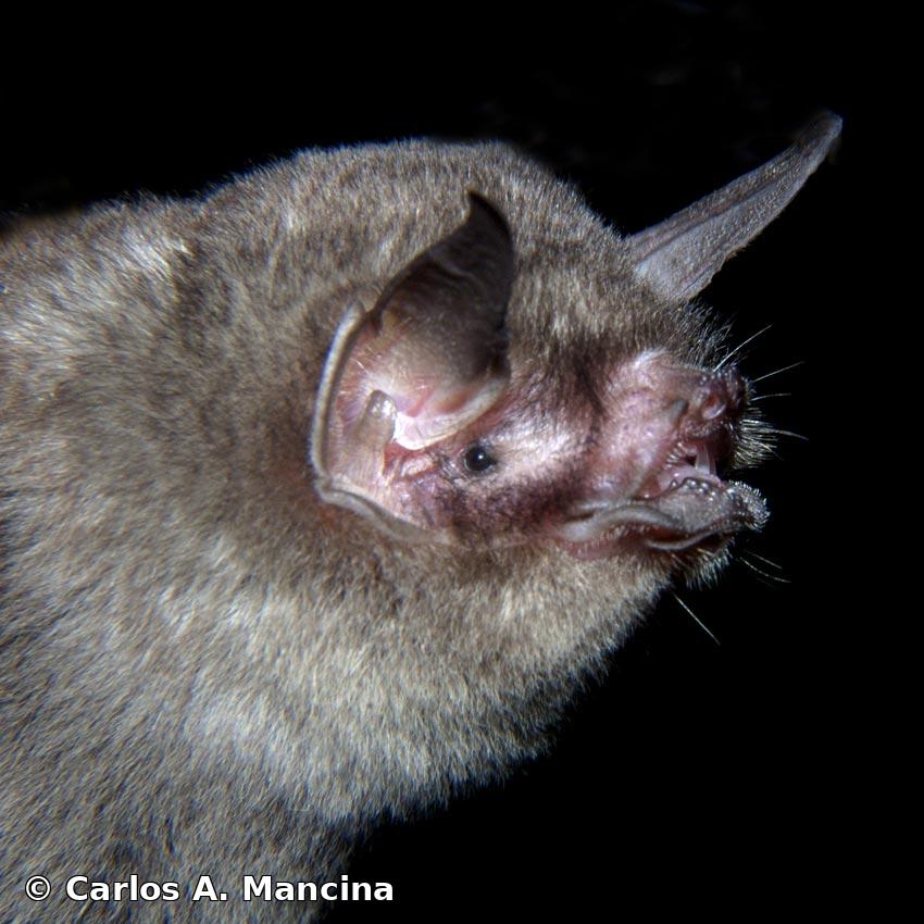 Pteronotus (Chilonycteris) quadridens (Gundlach, 1840)