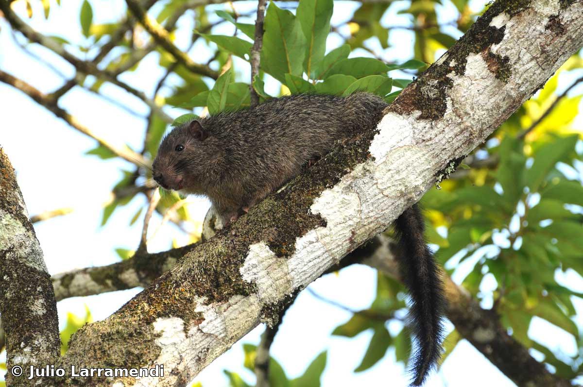 Mesocapromys melanurus (Poey, 1865)