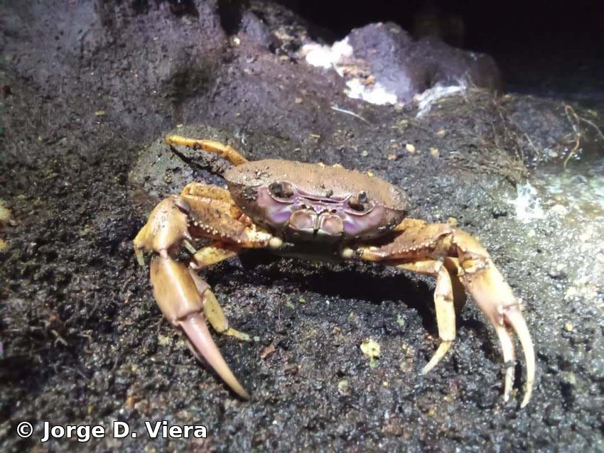 Epilobocera gilmanii (Smith, 1870)