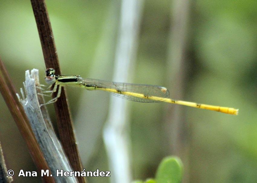Ischnura hastata (Say, 1840)