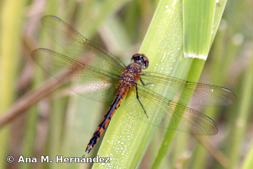 Brachymesia herbida (Gundlach, 1889)