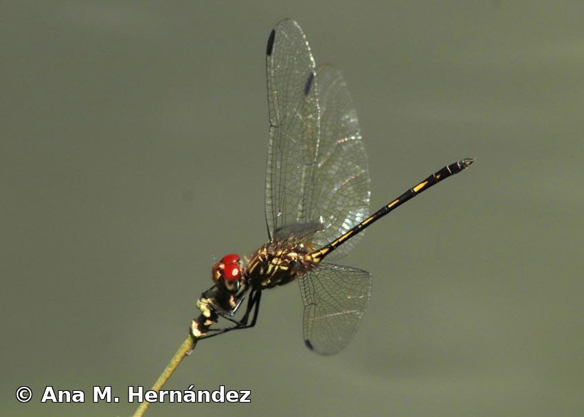 Dythemis sterilis Hagen, 1861