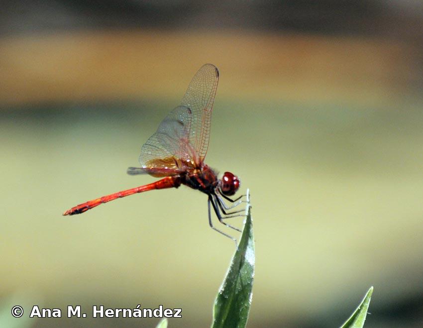 Dythemis rufinervis (Burmeister, 1839)