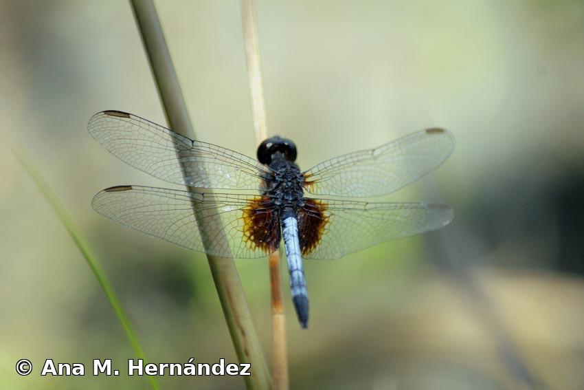 Erythrodiplax justiniana (Selys in Sagra, 1857)