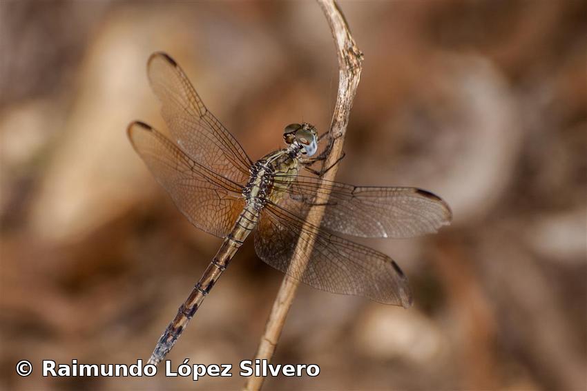 Erythrodiplax umbrata (Linnaeus, 1758)