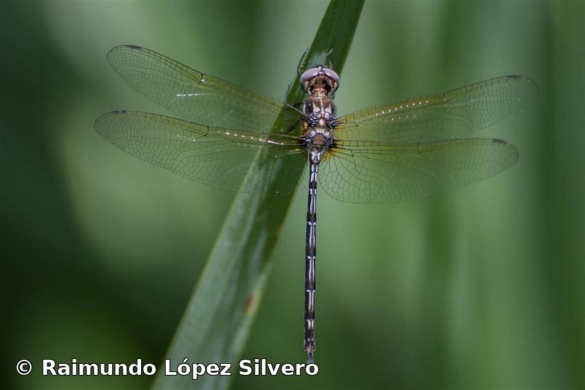 Macrothemis celeno (Selys in Sagra, 1857)