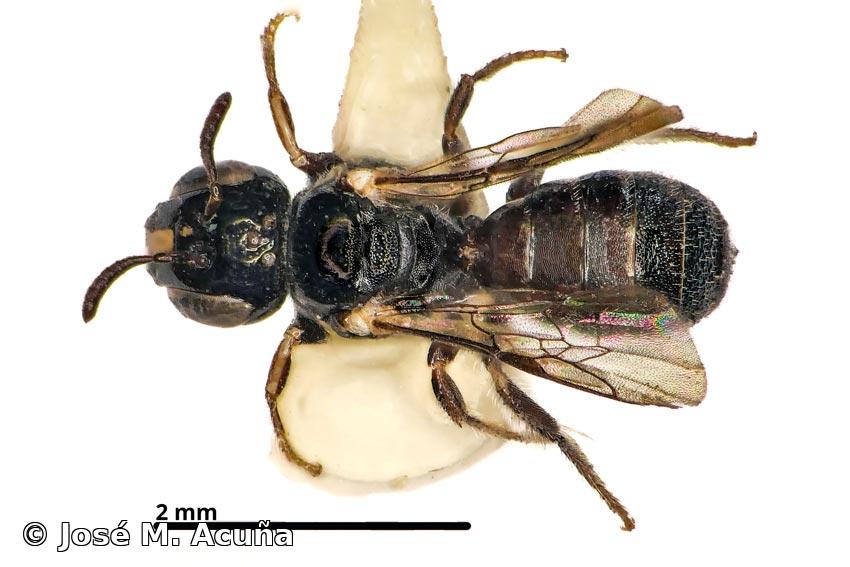 Ceratina (Ceratinula) cockerelli Smith, 1907