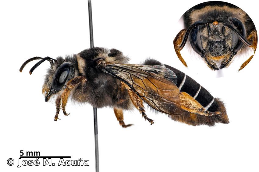 Caupolicana (Alayoapis) nigrescens (Cresson, 1869)