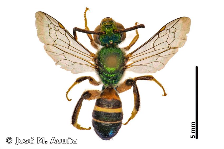 Agapostemon (Agapostemon) poeyi (Lucas, 1856)