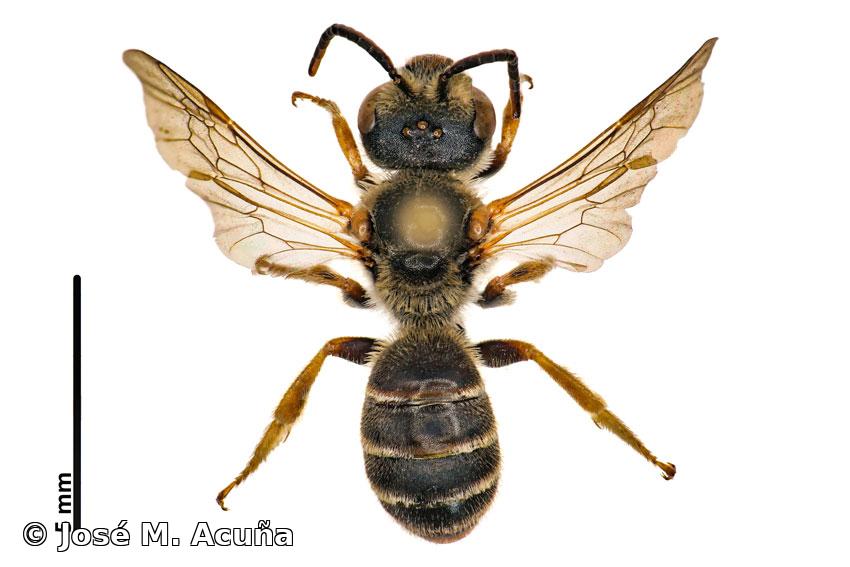 Halictus (Odontalictus) poeyi Lepeletier, 1841