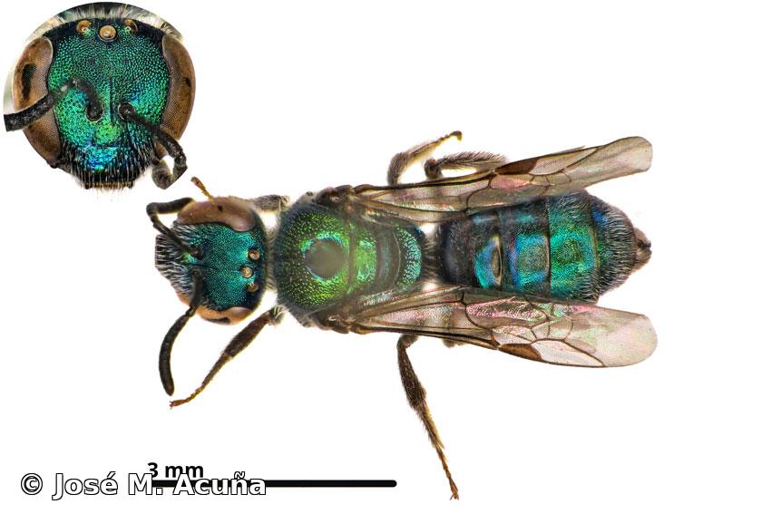 Lasioglossum (Dialictus) havanense (Baker, 1906)