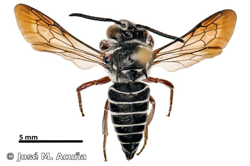 Coelioxys (Acrocoelioxys) productus Cresson, 1865