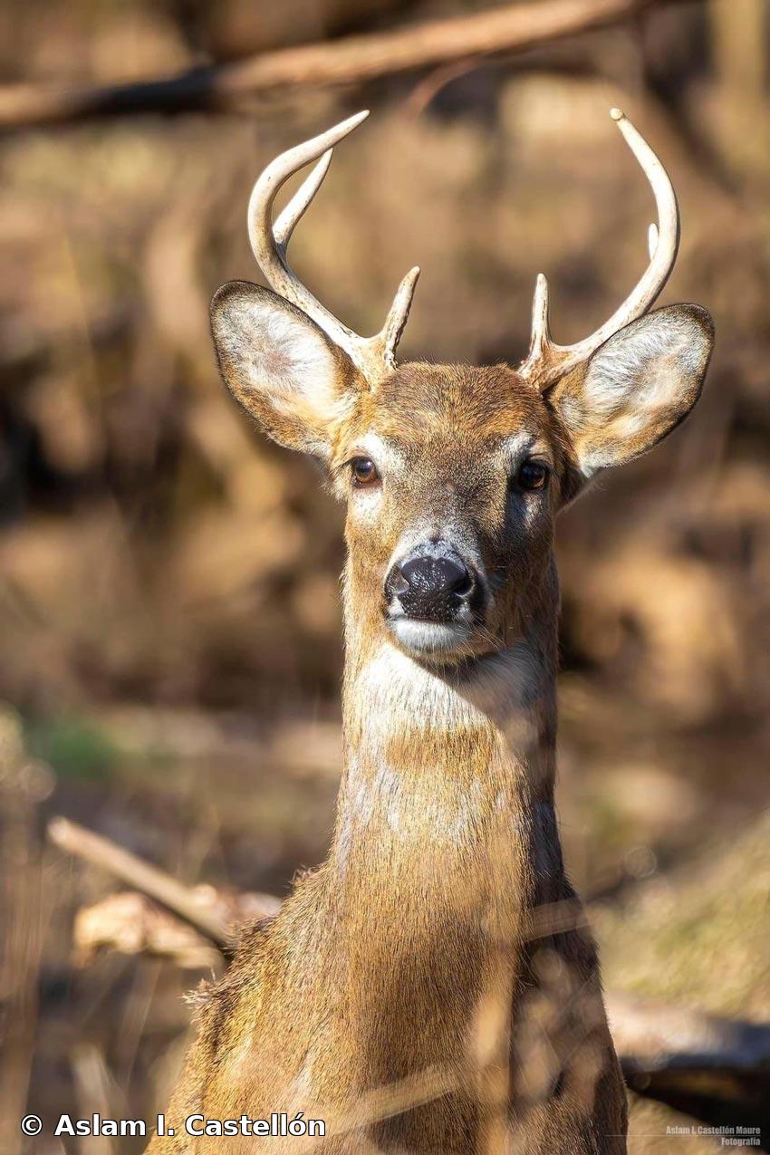 Odocoileus virginianus (Zimmermann, 1780)