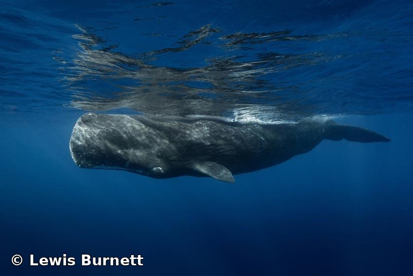Physeter macrocephalus Linnaeus, 1758