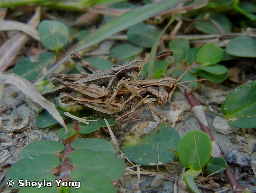 Orphulella punctata (De Geer, 1773)