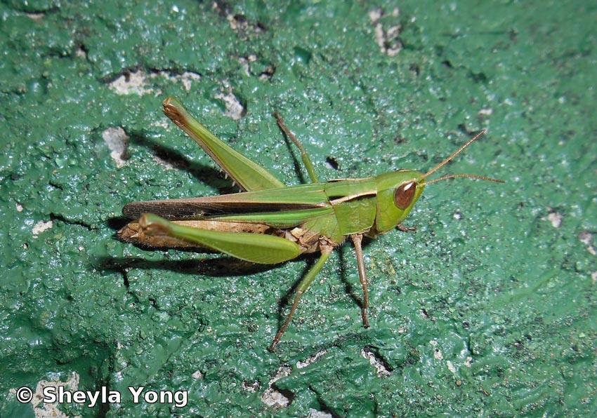 Orphulella scudderi (Bolívar, 1888)