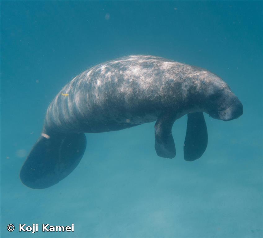 Trichechus manatus Linnaeus, 1758