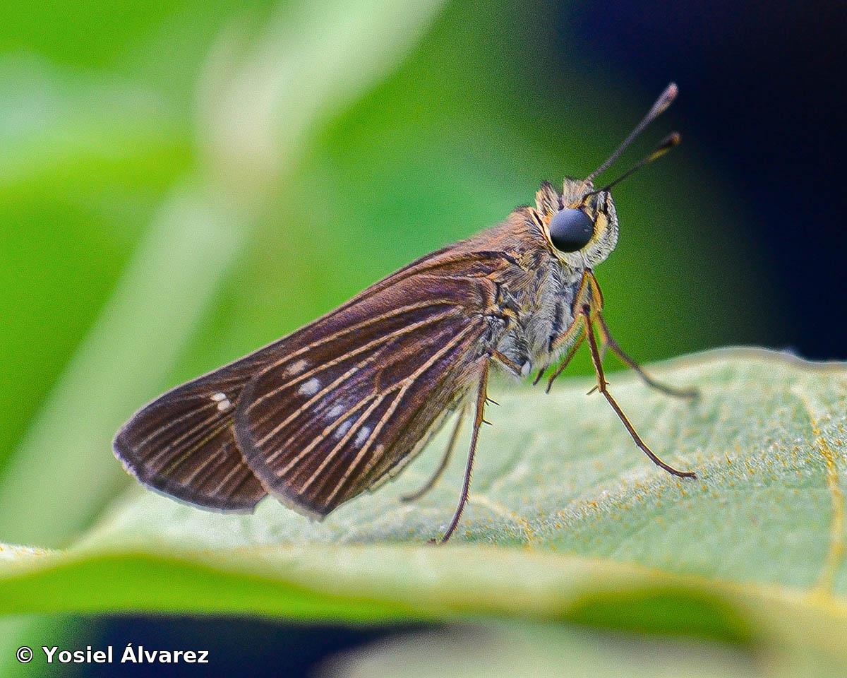 Panoquina lucas lucas (Fabricius, 1793)