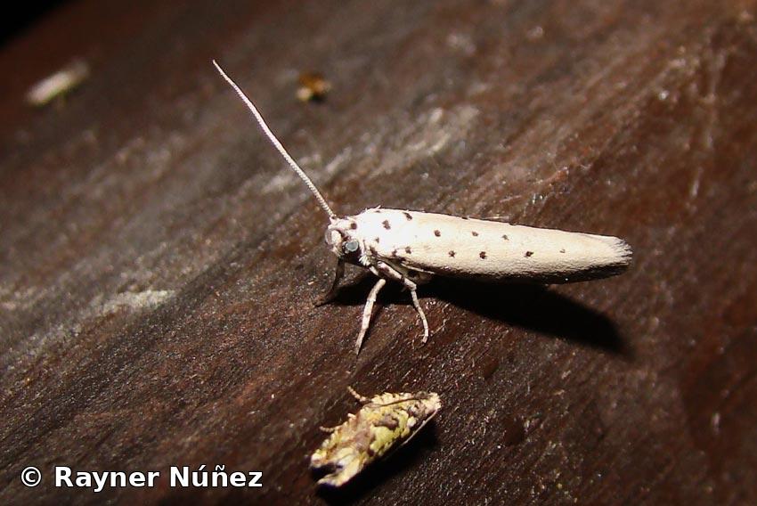 Yponomeuta triangularis Möschler 1890