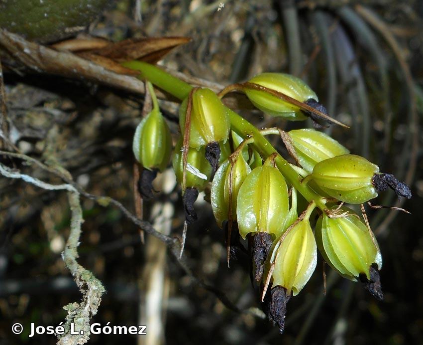 Coelia triptera (Sm.) G. Don ex Steud.