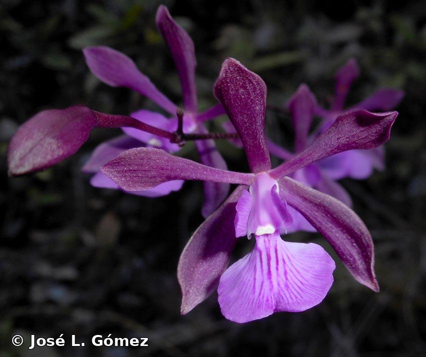 Encyclia moebusii H.Dietr.