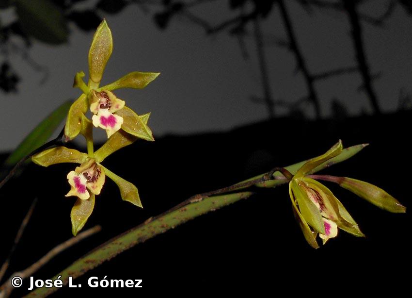 Encyclia oxypetala (Lindl.) Schltr.  