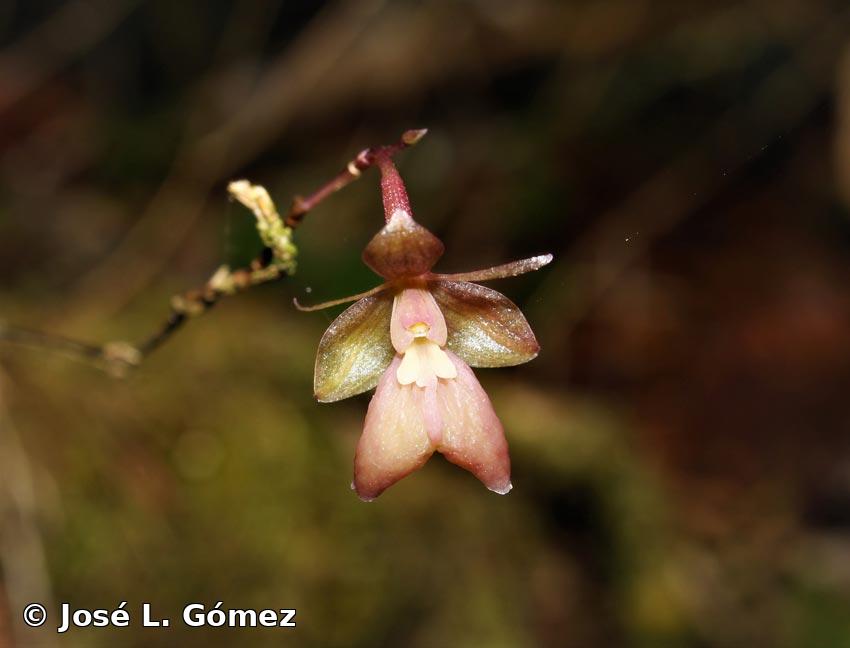 Epidendrum polygonatum Lindl.