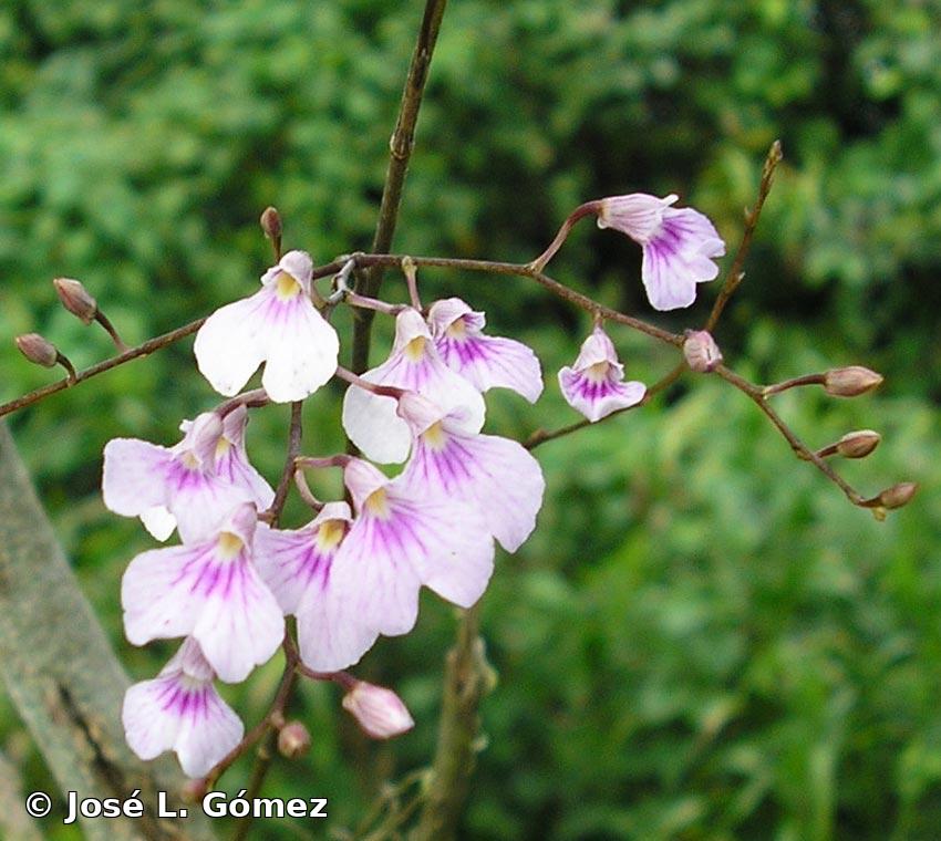 Ionopsis utricularioides (Sw.) Lindl.