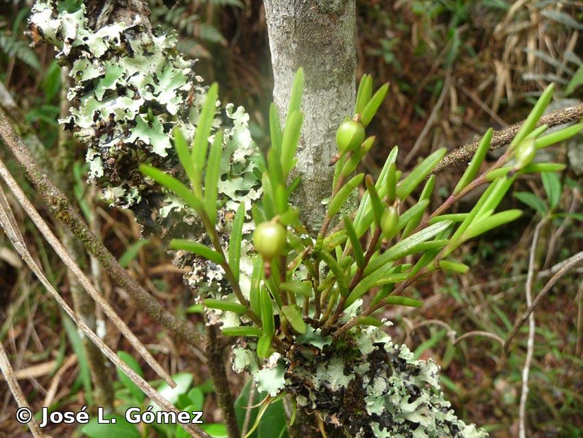 Jacquiniella globosa (Jacq.) Schltr. 