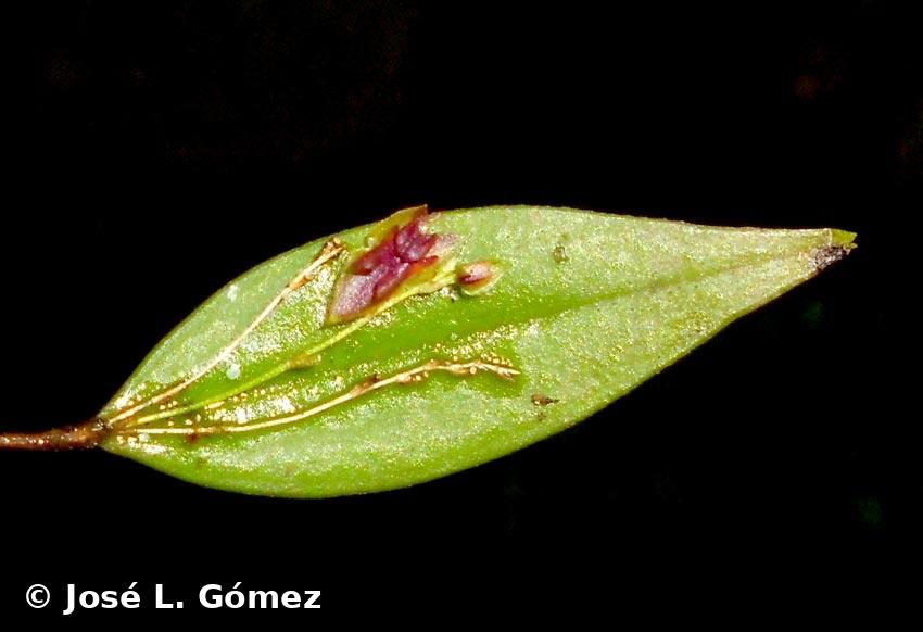 Lepanthes ekmanii Schltr.