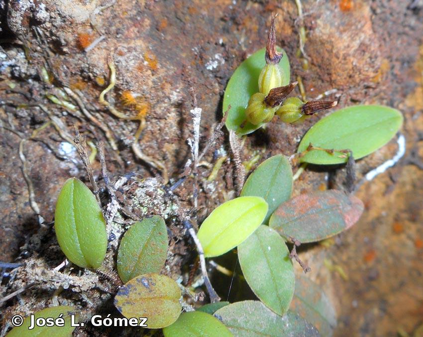 Pleurothallis bissei Luer