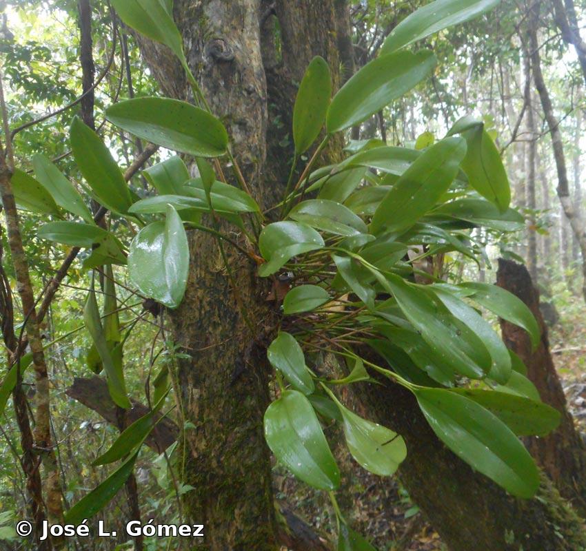 Pleurothallis domingensis Cogn.